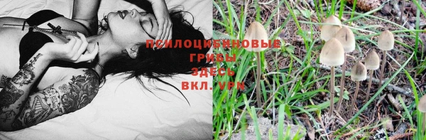 стафф Богданович